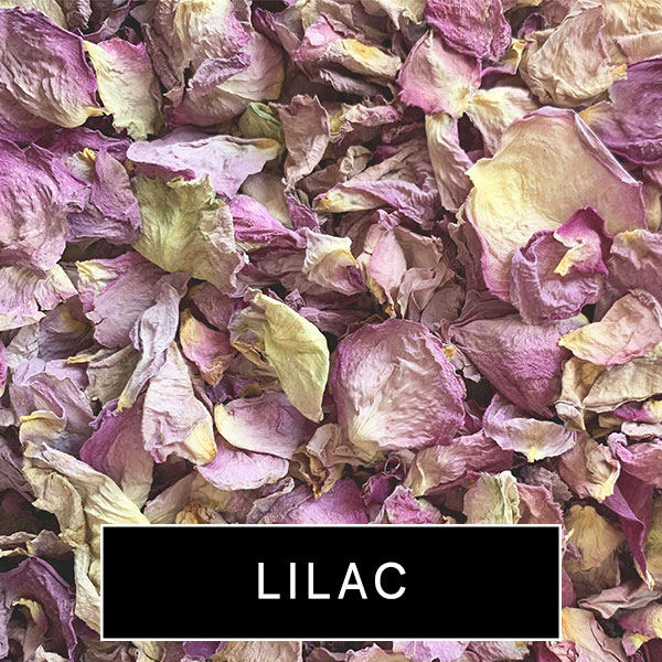 lilac2